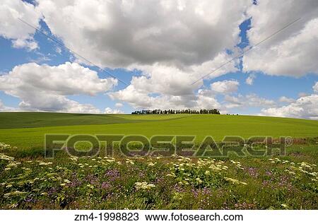 USA, WASHINGTON STATE, PALOUSE COUNTRY NEAR PULLMAN, WILDFLOWERS (COW PARSNIP AND PHLOX), CUMULUS CLOUDS. View Large Photo Image Stock Image - USA, WASHINGTON STATE, PALOUSE COUNTRY NEAR PULLMAN, WILDFLOWERS (COW PARSNIP AND PHLOX), CUMULUS CLOUDS.. Fotosearch