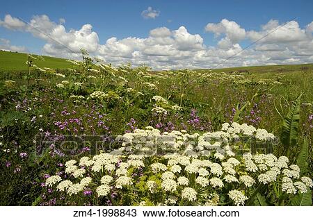 USA, WASHINGTON STATE, PALOUSE COUNTRY NEAR PULLMAN, WILDFLOWERS (COW PARSNIP AND PHLOX), CUMULUS CLOUDS. View Large Photo Image Stock Image - USA, WASHINGTON STATE, PALOUSE COUNTRY NEAR PULLMAN, WILDFLOWERS (COW PARSNIP AND PHLOX), CUMULUS CLOUDS.. Fotosearch
