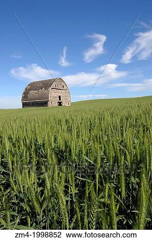 USA, WASHINGTON STATE, PALOUSE COUNTRY NEAR PULLMAN, OLD BARN IN WHEAT FIELD, SLOWLY FALLING APART. View Large Photo Image Stock Image - USA, WASHINGTON STATE, PALOUSE COUNTRY NEAR PULLMAN, OLD BARN IN WHEAT FIELD, SLOWLY FALLING APART.. Fotosearch