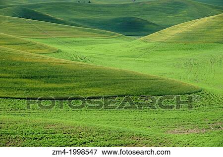 USA, WASHINGTON STATE, PALOUSE COUNTRY NEAR PULLMAN, VIEW OF ROLLING HILLS, FIELDS. View Large Photo Image Stock Photo - USA, WASHINGTON STATE, PALOUSE COUNTRY NEAR PULLMAN, VIEW OF ROLLING HILLS, FIELDS.. Fotosearch