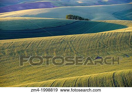 USA, WASHINGTON STATE, PALOUSE COUNTRY NEAR PULLMAN, VIEW OF ROLLING HILLS, FIELDS IN EVENING LIGHT. View Large Photo Image Stock Photo - USA, WASHINGTON STATE, PALOUSE COUNTRY NEAR PULLMAN, VIEW OF ROLLING HILLS, FIELDS IN EVENING LIGHT.. Fotosearch