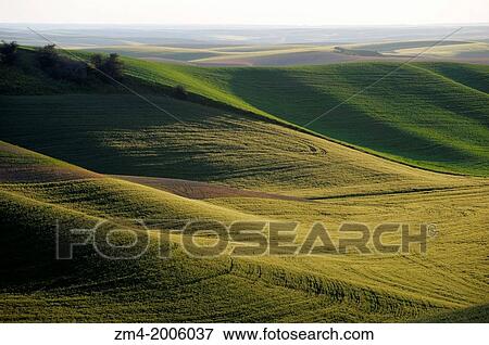 USA, WASHINGTON STATE, PALOUSE COUNTRY NEAR PULLMAN, VIEW OF ROLLING HILLS, FIELDS IN EVENING LIGHT. View Large Photo Image Stock Photo - USA, WASHINGTON STATE, PALOUSE COUNTRY NEAR PULLMAN, VIEW OF ROLLING HILLS, FIELDS IN EVENING LIGHT.. Fotosearch