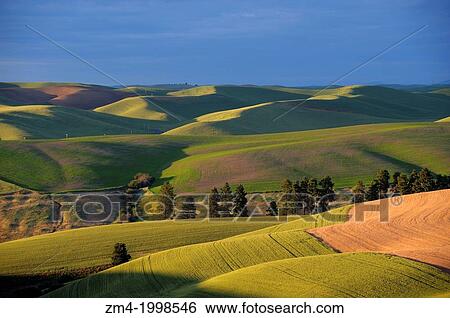 USA, WASHINGTON STATE, PALOUSE COUNTRY NEAR PULLMAN, VIEW OF ROLLING HILLS, FIELDS IN EVENING LIGHT. View Large Photo Image Stock Photograph - USA, WASHINGTON STATE, PALOUSE COUNTRY NEAR PULLMAN, VIEW OF ROLLING HILLS, FIELDS IN EVENING LIGHT.. Fotosearch