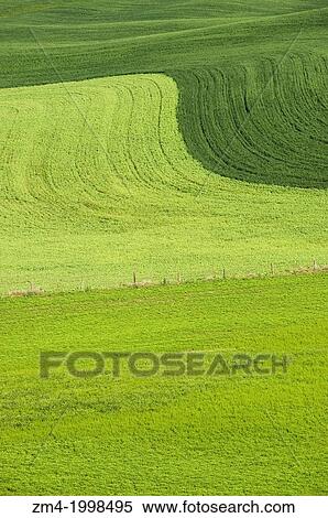 Stock Photography - USA, WASHINGTON STATE, PALOUSE COUNTRY, NEAR PULLMAN, ROLLING COUNTRYSIDE WITH WHEAT FIELDS.. Fotosearch