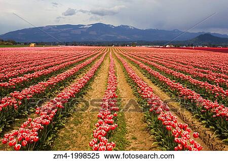 USA, WASHINGTON STATE, SKAGIT VALLEY WITH TULIP FIELDS IN SPRING. View Large Photo Image Stock Photography - USA, WASHINGTON STATE, SKAGIT VALLEY WITH TULIP FIELDS IN SPRING.. Fotosearch