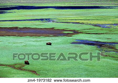 USA, WYOMING, YELLOWSTONE NATIONAL PARK, HAYDEN VALLEY, BISON GRAZING. View Large Photo Image Stock Image - USA, WYOMING, YELLOWSTONE NATIONAL PARK, HAYDEN VALLEY, BISON GRAZING.. Fotosearch