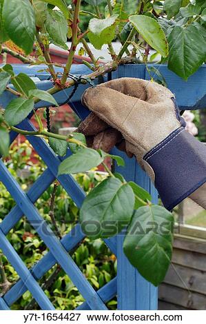 Stock Photo - Using cable-type ties to tie up climbing Rose? Dublin Bay? on to trelliswork/pergola. Fotosearch