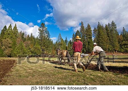 Using draft horse to plow pasture into cropland, Burton Ranch, Nevada City, California View Large Photo Image Picture - Using draft horse to plow pasture into cropland, Burton Ranch, Nevada City, California. Fotosearch