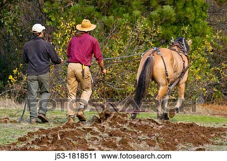 Using draft horse to plow pasture into cropland, Burton Ranch, Nevada City, California View Large Photo Image Stock Image - Using draft horse to plow pasture into cropland, Burton Ranch, Nevada City, California. Fotosearch