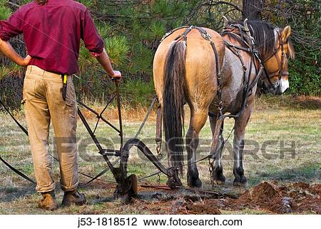 Using draft horse to plow pasture into cropland, Burton Ranch, Nevada City, California View Large Photo Image Stock Image - Using draft horse to plow pasture into cropland, Burton Ranch, Nevada City, California. Fotosearch