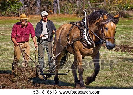 Using draft horse to plow pasture into cropland, Burton Ranch, Nevada City, California View Large Photo Image Stock Image - Using draft horse to plow pasture into cropland, Burton Ranch, Nevada City, California. Fotosearch