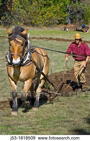 Using draft horse to plow pasture into cropland, Burton Ranch, Nevada City, California View Large Photo Image Stock Photo - Using draft horse to plow pasture into cropland, Burton Ranch, Nevada City, California. Fotosearch