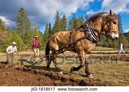 Stock Photo - Using draft horse to plow pasture into cropland, Burton Ranch, Nevada City, California. Fotosearch