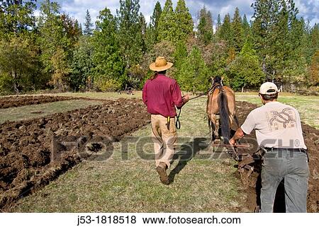 Using draft horse to plow pasture into cropland, Burton Ranch, Nevada City, California View Large Photo Image Stock Photo - Using draft horse to plow pasture into cropland, Burton Ranch, Nevada City, California. Fotosearch