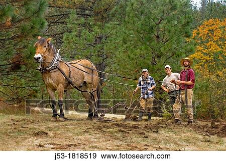 Using draft horse to plow pasture into cropland, Burton Ranch, Nevada City, California View Large Photo Image Stock Photo - Using draft horse to plow pasture into cropland, Burton Ranch, Nevada City, California. Fotosearch