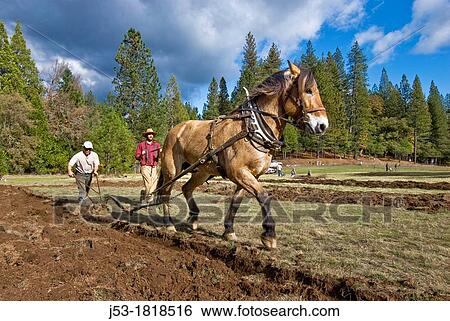 Using draft horse to plow pasture into cropland, Burton Ranch, Nevada City, California View Large Photo Image Stock Photograph - Using draft horse to plow pasture into cropland, Burton Ranch, Nevada City, California. Fotosearch