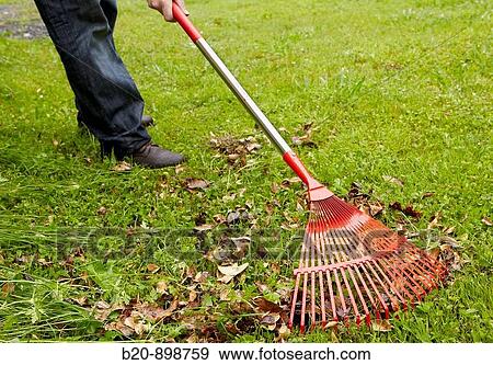 Using sweep rake to pull and collect leaves, garden tool, Guipuzcoa, Basque Country, Spain View Large Photo Image Stock Photo - Using sweep rake to pull and collect leaves, garden tool, Guipuzcoa, Basque Country, Spain. Fotosearch