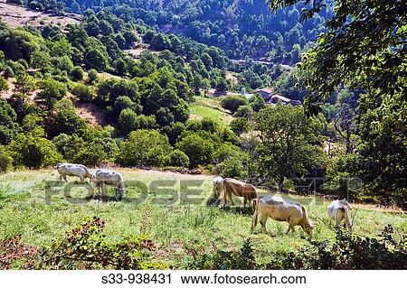 Vacas pastando en la Sierra del Cabezo Mijares.? vila, Castile-Leon, Spain View Large Photo Image Stock Image - Vacas pastando en la Sierra del Cabezo Mijares.? vila, Castile-Leon, Spain. Fotosearch