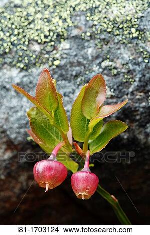 Vaccinium myrtillus, Lago Ubales, Caso, Asturias, Spain View Large Photo Image Picture - Vaccinium myrtillus, Lago Ubales, Caso, Asturias, Spain. Fotosearch