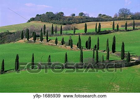 Val d? Orcia, near Pienza, Siena, Tuscany, Italy View Large Photo Image Stock Photo - Val d? Orcia, near Pienza, Siena, Tuscany, Italy. Fotosearch