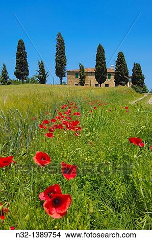 Val d? Orcia, Orcia Valley, Farm with cypress trees, Fields and Farmhouses, Tuscany Landscape, UNESCO world heritage site, Pienza, Siena Province, Tuscany, Italy. View Large Photo Image Picture - Val d? Orcia, Orcia Valley, Farm with cypress trees, Fields and Farmhouses, Tuscany Landscape, UNESCO world heritage site, Pienza, Siena Province, Tuscany, Italy.. Fotosearch
