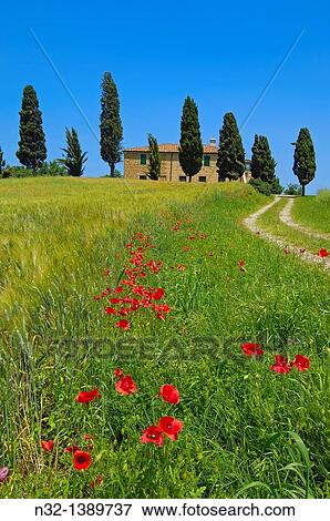 Val d? Orcia, Orcia Valley, Farm with cypress trees, Fields and Farmhouses, Tuscany Landscape, UNESCO world heritage site, Pienza, Siena Province, Tuscany, Italy. View Large Photo Image Stock Photo - Val d? Orcia, Orcia Valley, Farm with cypress trees, Fields and Farmhouses, Tuscany Landscape, UNESCO world heritage site, Pienza, Siena Province, Tuscany, Italy.. Fotosearch