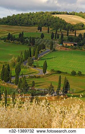 Val d? Orcia, Orcia Valley, Pienza, Road and Cypress trees, Road from pienza to montepulciano, Tuscany Landscape, UNESCO world heritage site, Siena Province, Tuscany, Italy. View Large Photo Image Stock Image - Val d? Orcia, Orcia Valley, Pienza, Road and Cypress trees, Road from pienza to montepulciano, Tuscany Landscape, UNESCO world heritage site, Siena Province, Tuscany, Italy.. Fotosearch
