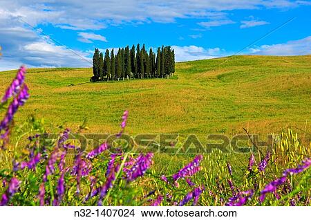 Val d? Orcia Orcia Valley UNESCO World Heritage Site Cypress trees San Quirico d? Orcia Siena Province Tuscany Italy Europe. View Large Photo Image Picture - Val d? Orcia Orcia Valley UNESCO World Heritage Site Cypress trees San Quirico d? Orcia Siena Province Tuscany Italy Europe.. Fotosearch