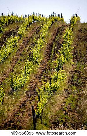 Val d? Orcia. Tuscany, Italy View Large Photo Image Stock Photography - Val d? Orcia. Tuscany, Italy. Fotosearch