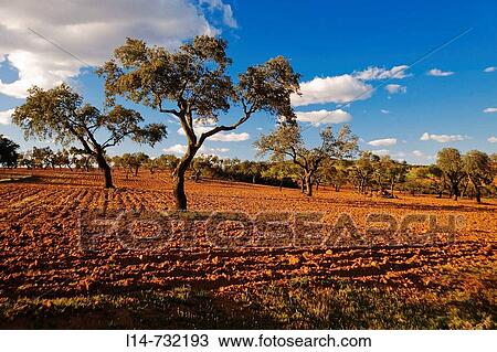 Valle de la Serena. Badajoz province, Extremadura, Spain View Large Photo Image Stock Image - Valle de la Serena. Badajoz province, Extremadura, Spain. Fotosearch
