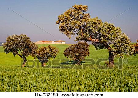 Valle de la Serena. Badajoz province, Extremadura, Spain View Large Photo Image Stock Photo - Valle de la Serena. Badajoz province, Extremadura, Spain. Fotosearch