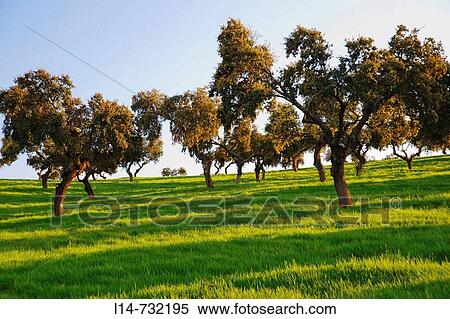 Valle de la Serena. Badajoz province, Extremadura, Spain View Large Photo Image Stock Photography - Valle de la Serena. Badajoz province, Extremadura, Spain. Fotosearch