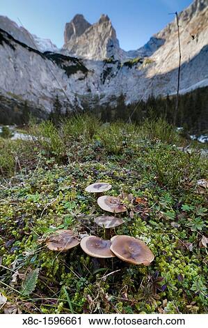 Valley Hoellental, Wetterstein mountain chain with Mt Zugspitze during late fall close to Garmisch-Partenkirchen with a stand of mushrooms in the foreground View Large Photo Image Stock Image - Valley Hoellental, Wetterstein mountain chain with Mt Zugspitze during late fall close to Garmisch-Partenkirchen with a stand of mushrooms in the foreground. Fotosearch
