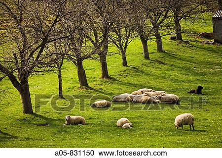 Valley of Piasca, Cabezon de Liebana, Picos de Europa National Park, Cantabria, Spain View Large Photo Image Stock Image - Valley of Piasca, Cabezon de Liebana, Picos de Europa National Park, Cantabria, Spain. Fotosearch