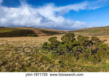 Valley of the West Dart River near Two Bridges in the Dartmoor National Park, Devon, England, UK, Europe View Large Photo Image Stock Photography - Valley of the West Dart River near Two Bridges in the Dartmoor National Park, Devon, England, UK, Europe. Fotosearch