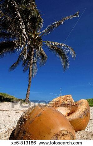 Stock Photograph - Varadero Beach, located on the peninsula Hicacos in Matanzas province, 130 kilometers east of Havana in Cuba, is one of the largest spas in America and the world, with a major tourist attraction.. Fotosearch