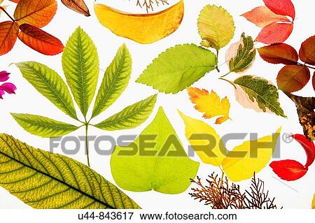 Varied autumn leaves isolated, white background backlight View Large Photo Image Stock Photo - Varied autumn leaves isolated, white background backlight. Fotosearch