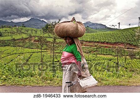 vasudeva edom plantation the in wayanad. india. View Large Photo Image Stock Image - vasudeva edom plantation the in wayanad. india.. Fotosearch