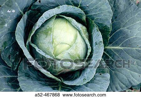 Vegetable Cabbage growing in fields. Koti. Himachal Pradesh. India. View Large Photo Image Stock Photo - Vegetable Cabbage growing in fields. Koti. Himachal Pradesh. India.. Fotosearch