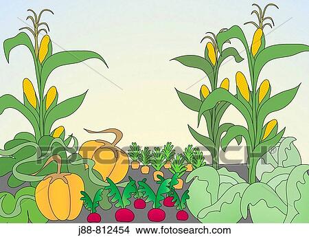 Picture - Vegetable garden with pumpkins, corn, beets and carrots. Fotosearch