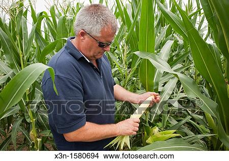 Vegetable producer inspecting corn stalks in field on farm in Charles County Maryland USA View Large Photo Image Picture - Vegetable producer inspecting corn stalks in field on farm in Charles County Maryland USA. Fotosearch