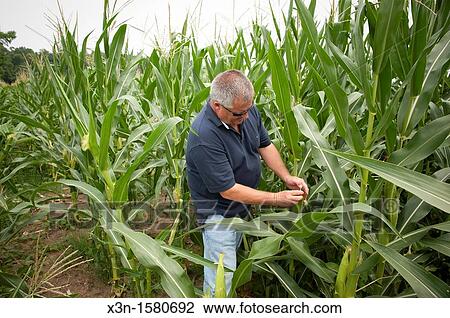Stock Image - Vegetable producer inspecting corn stalks in field on farm in Charles County Maryland USA. Fotosearch