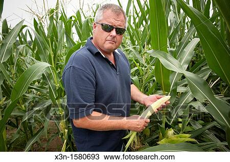 Vegetable producer inspecting corn stalks in field on farm in Charles County Maryland USA View Large Photo Image Stock Image - Vegetable producer inspecting corn stalks in field on farm in Charles County Maryland USA. Fotosearch