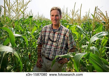 Stock Image - Vegetable producer inspecting corn stalks in field on farm in Queen Anne's County Maryland USA. Fotosearch