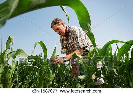 Vegetable producer inspecting corn stalks in field on farm in Queen Anne's County Maryland USA View Large Photo Image Stock Photo - Vegetable producer inspecting corn stalks in field on farm in Queen Anne's County Maryland USA. Fotosearch
