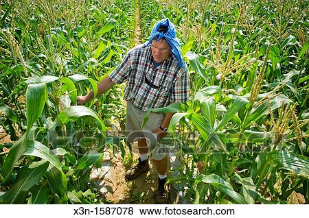 Stock Photo - Vegetable producer inspecting corn stalks in field on farm in Queen Anne's County Maryland USA. Fotosearch
