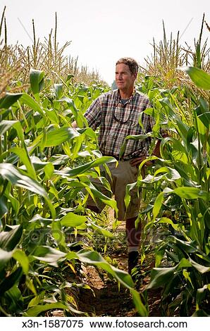 Stock Photography - Vegetable producer inspecting corn stalks in field on farm in Queen Anne's County Maryland USA. Fotosearch