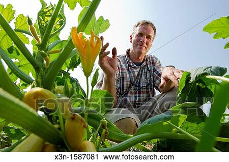 Stock Image - Vegetable producer inspecting squash plants in field on farm in Queen Anne's County Maryland USA. Fotosearch
