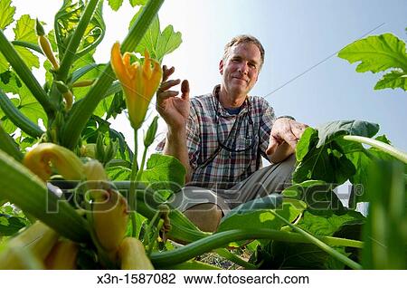 Vegetable producer inspecting squash plants in field on farm in Queen Anne's County Maryland USA View Large Photo Image Stock Image - Vegetable producer inspecting squash plants in field on farm in Queen Anne's County Maryland USA. Fotosearch