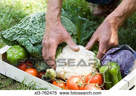 Vegetables View Large Photo Image Stock Photography - Vegetables. Fotosearch